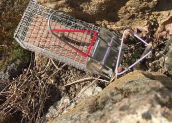 Est-ce que le lézard est dangereux ?