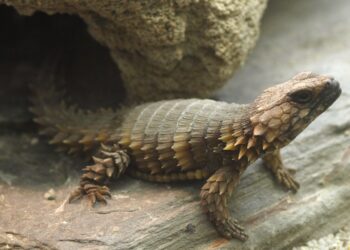 Est-ce que le lézard perd sa peau ?