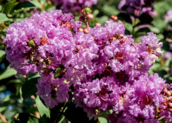 Est-ce que le lilas des Indes craint le gel ?