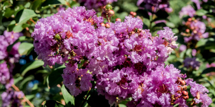Est-ce que le lilas des Indes craint le gel ?