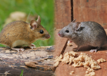 Est-ce que le mulot saute ?