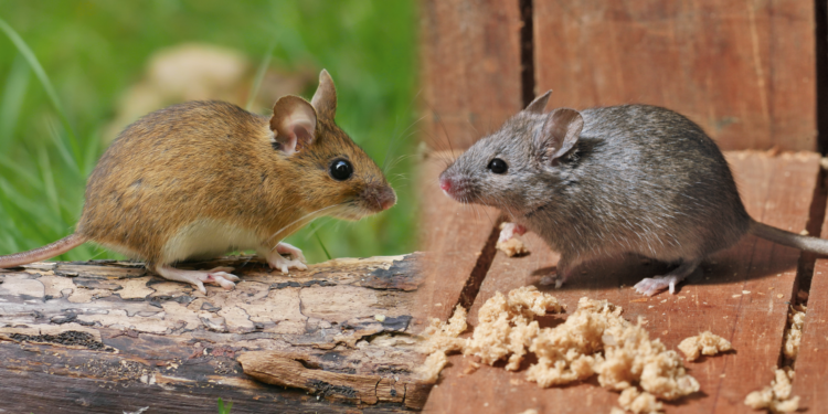 Est-ce que le mulot saute ?