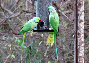 Est-ce que le pain est bon pour les perruches ?