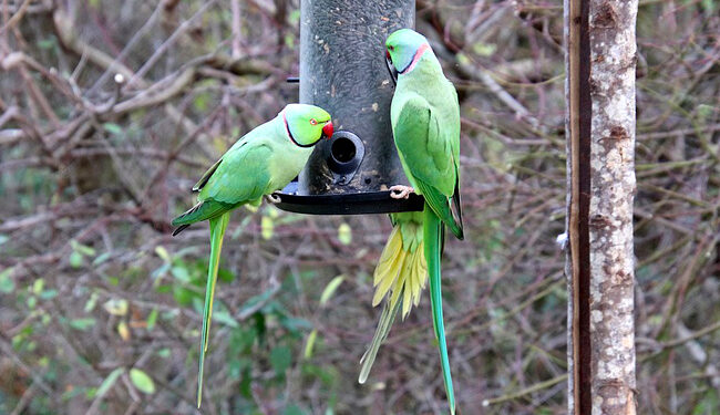 Est-ce que le pain est bon pour les perruches ?