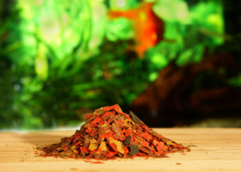 Est-ce que le pain est bon pour les poissons rouges ?