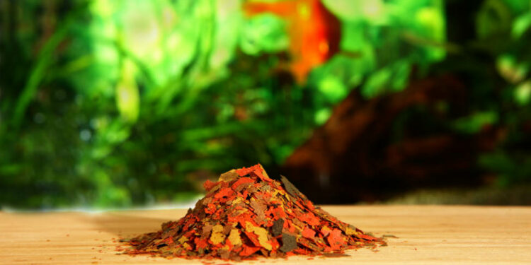 Est-ce que le pain est bon pour les poissons rouges ?