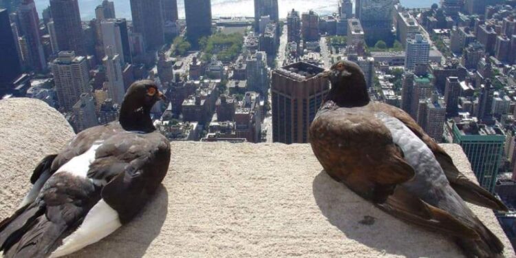 Est-ce que le pigeon revient chez lui ?