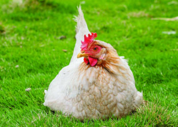 Est-ce que le pissenlit est bon pour les poules ?