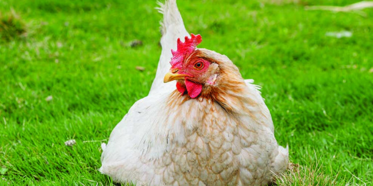 Est-ce que le pissenlit est bon pour les poules ?