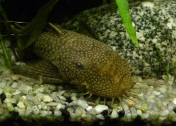 Est-ce que le poisson aspirateur existe ?