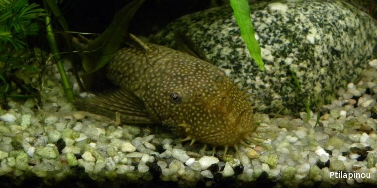 Est-ce que le poisson aspirateur existe ?