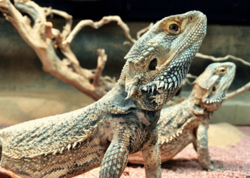 Est-ce que le poisson est un reptile ?