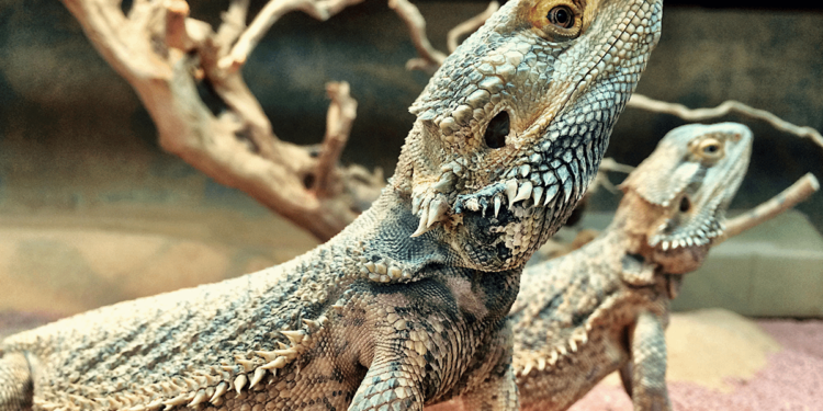 Est-ce que le poisson est un reptile ?