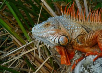 Est-ce que le poisson est un reptile ?