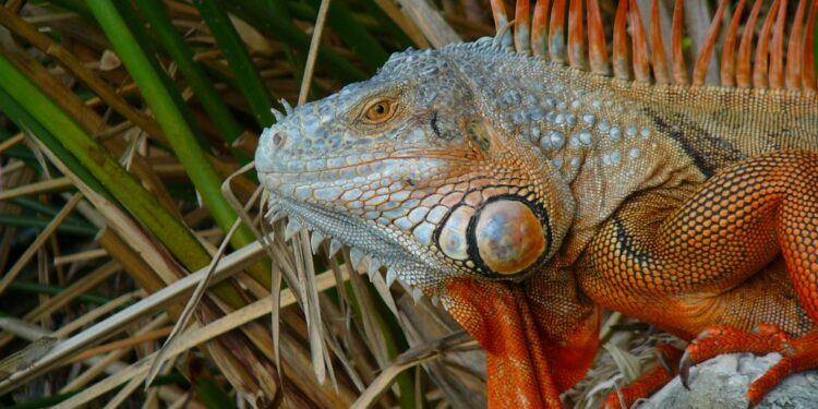 Est-ce que le poisson est un reptile ?