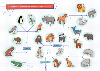 Est-ce que le poisson est un vertébré ?