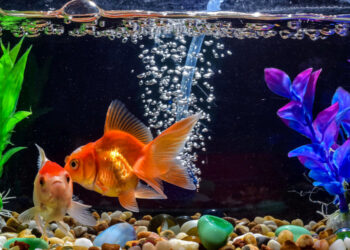 Est-ce que le poisson pleure ?