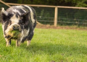 Est-ce que le porc est un carnivore ?