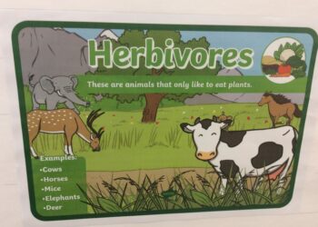 Est-ce que le porc est un carnivore ?