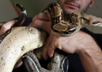 Est-ce que le python est dangereux ?