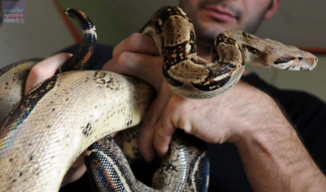 Est-ce que le python est dangereux ?