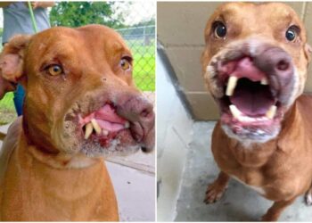 Est-ce que le riz est bon pour la diarrhée ?