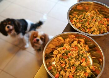 Est-ce que le riz est bon pour les chiens ?