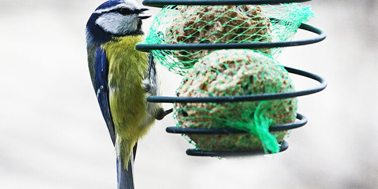Est-ce que le riz est bon pour les oiseaux ?