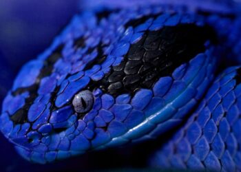 Est-ce que le serpent corail est dangereux ?