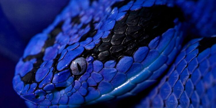 Est-ce que le serpent corail est dangereux ?