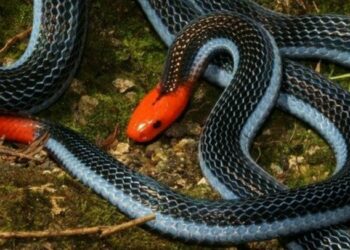 Est-ce que le serpent corail est dangereux ?