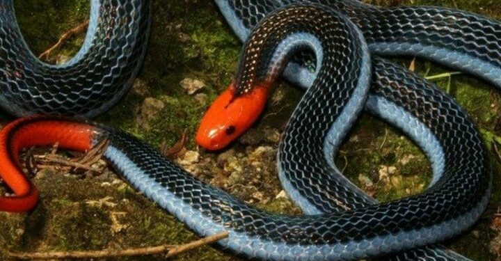 Est-ce que le serpent corail est dangereux ?