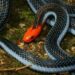 Est-ce que le serpent corail est dangereux ?