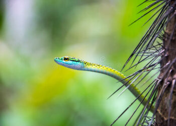 Est-ce que le serpent corail est dangereux ?