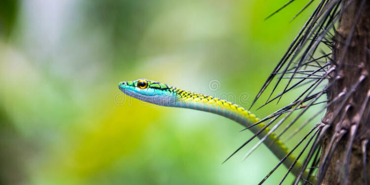 Est-ce que le serpent corail est dangereux ?