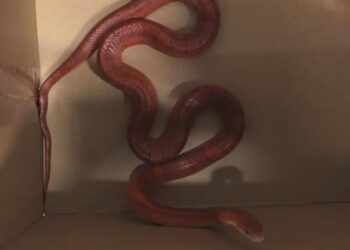 Est-ce que le serpent entend ?