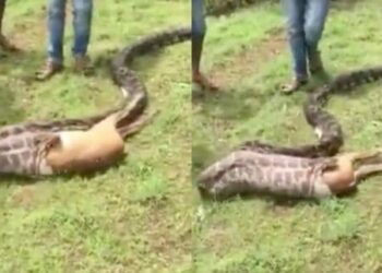 Est-ce que le serpent entend ?