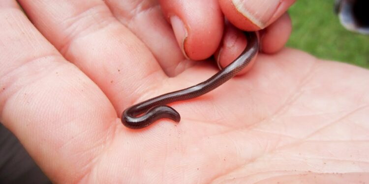Est-ce que le serpent est aveugle ?