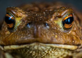 Est-ce que le serpent est un amphibien ?