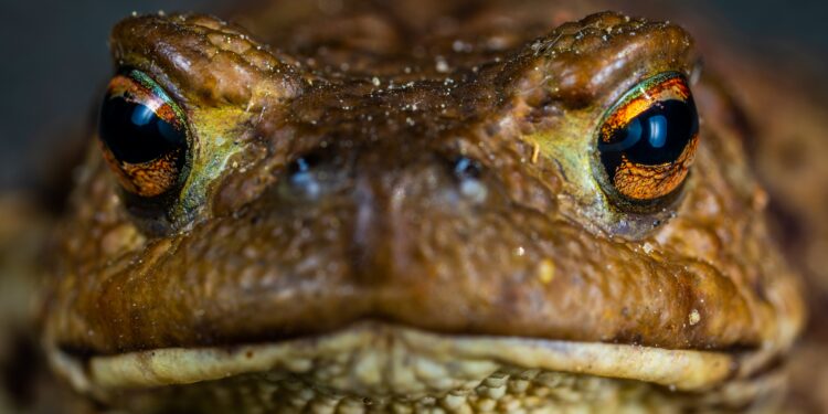 Est-ce que le serpent est un amphibien ?