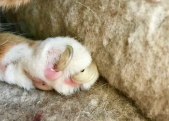 Est-ce que le vétérinaire peut couper les griffes d'un chat ?