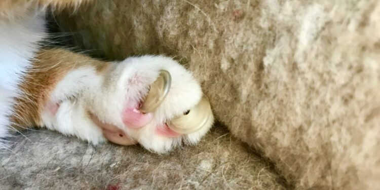 Est-ce que le vétérinaire peut couper les griffes d'un chat ?