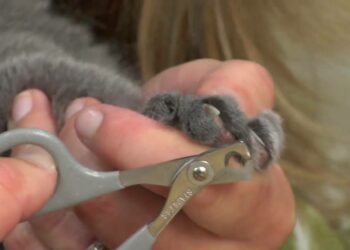 Est-ce que le vétérinaire peut couper les griffes d'un chat ?