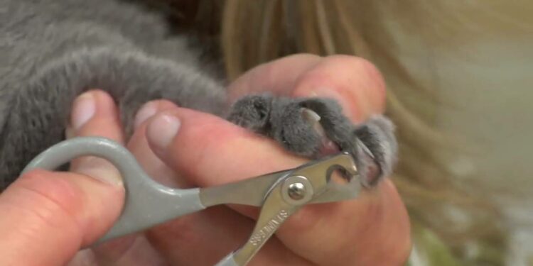 Est-ce que le vétérinaire peut couper les griffes d'un chat ?