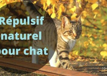 Est-ce que le vinaigre blanc fait fuir les chats ?