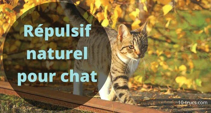 Est-ce que le vinaigre blanc fait fuir les chats ?