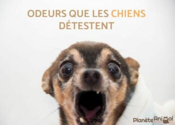 Est-ce que le vinaigre blanc repousse les chiens ?