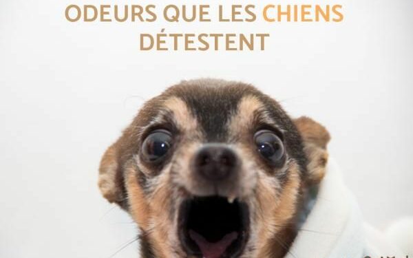 Est-ce que le vinaigre blanc repousse les chiens ?
