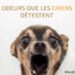 Est-ce que le vinaigre blanc repousse les chiens ?