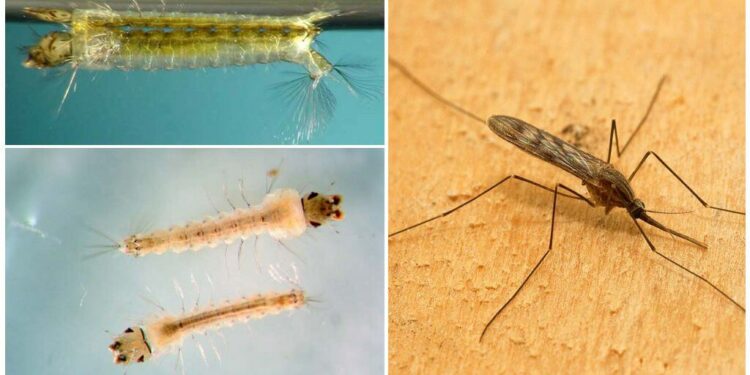 Est-ce que le vinaigre blanc tue les larves de moustiques ?